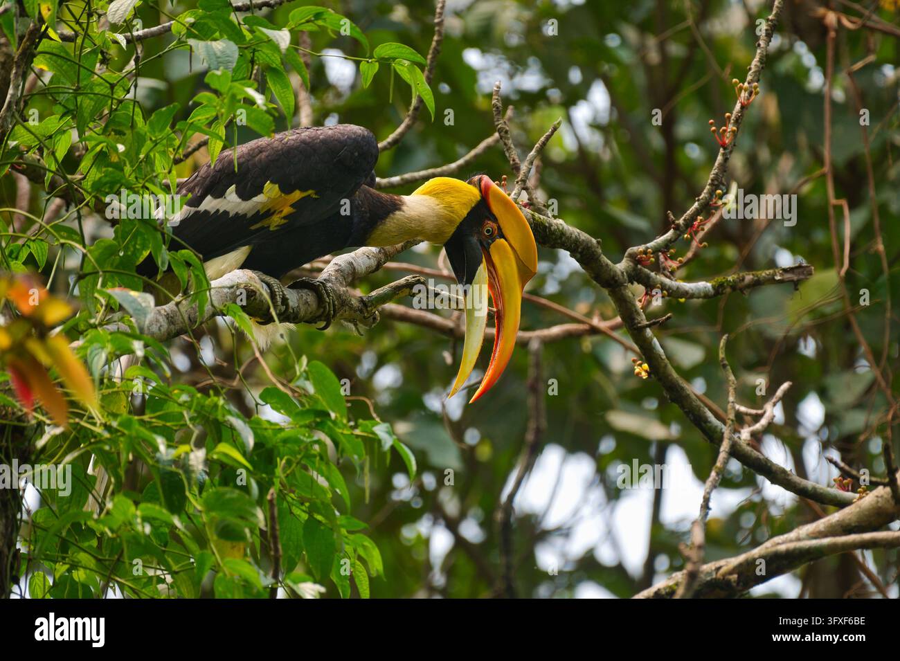 Calao maggiore (Buceros bicornis) che cerca cibo nella chioma degli alberi, Parco nazionale di Manas, Assam, India Foto Stock