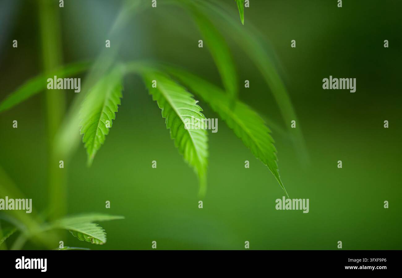 Piante di cannabis che illustra le restrizioni sul THC in Texas, la regolamentazione della canapa e il dibattito sulla politica della marijuana negli Stati Uniti. Divieto del cannabis, cambiamento di d Foto Stock