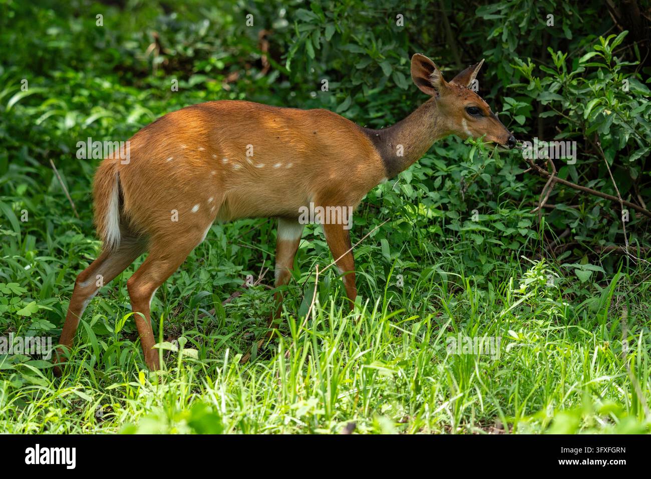 Bushbuck (Tragelaphus scriptus) femmina, Parco nazionale del Lago Manyara, Tanzania. Foto Stock