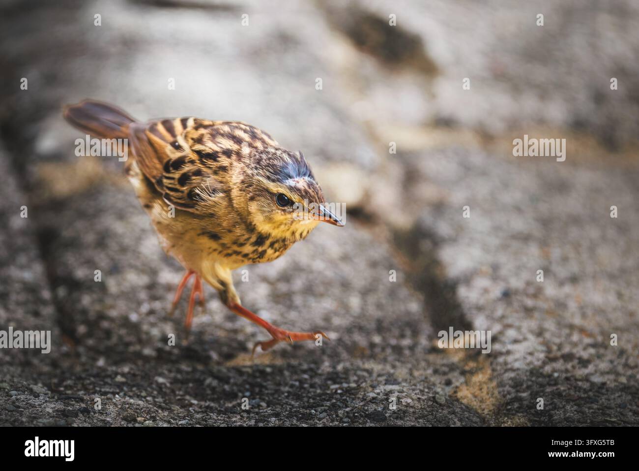 Un Pallas's Grasshopper Warbler che cammina dinamicamente lungo un sentiero di pietra ruvida Foto Stock
