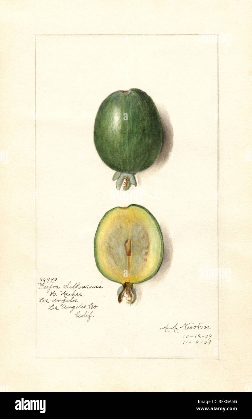 Guava brasiliana, Feijoa sellowiana, Syn. Acca sellowiana, anche Feijoa o guava ananas, secondo un'illustrazione ad acquerello di Amanda Almira Newto Foto Stock