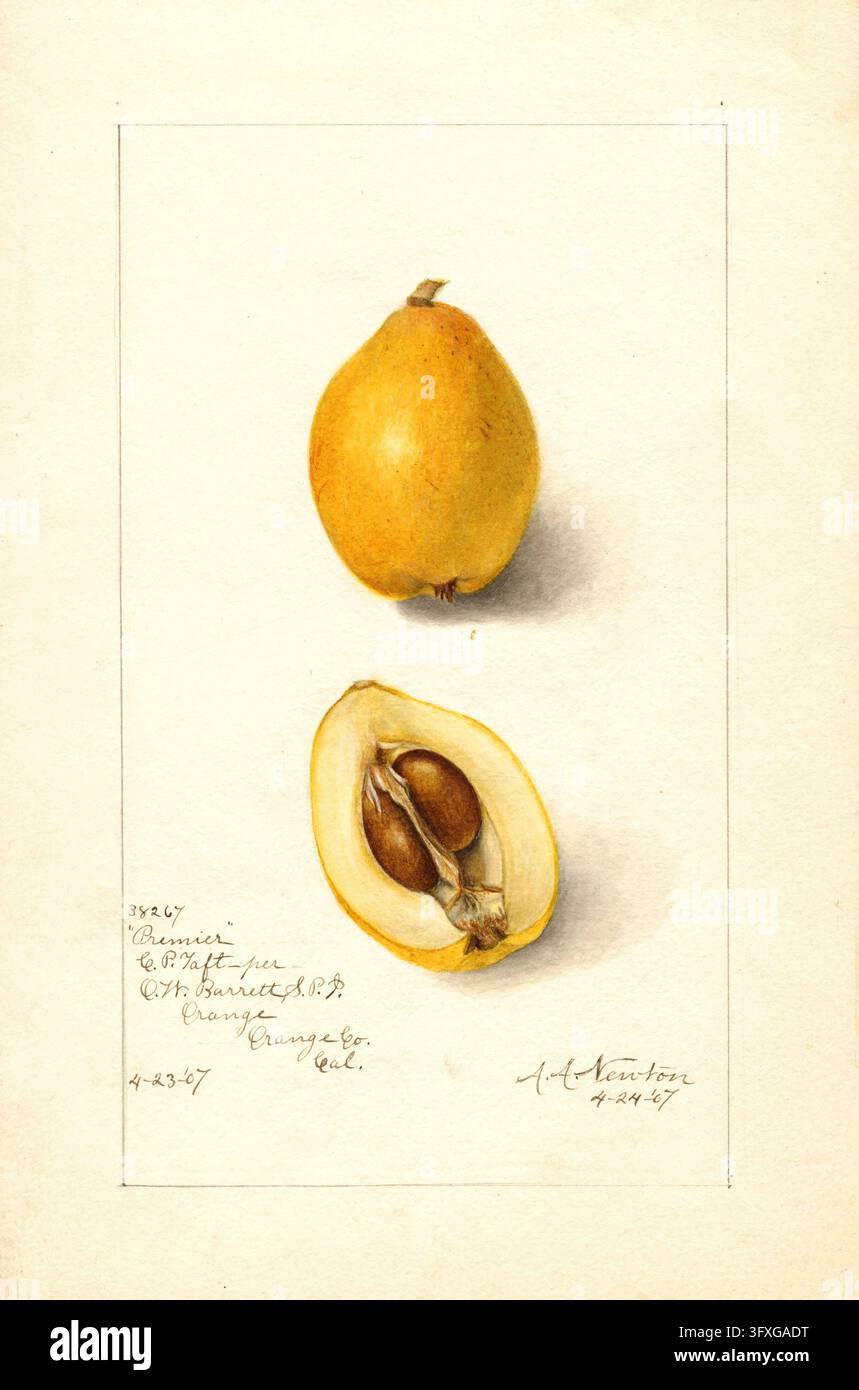 Mespilo giapponese di lana, Eriobotrya japonica, varietà Premier, secondo un'illustrazione ad acquerello di Amanda Almira Newton, 1858 - 1943, restaurata digitalmente Foto Stock