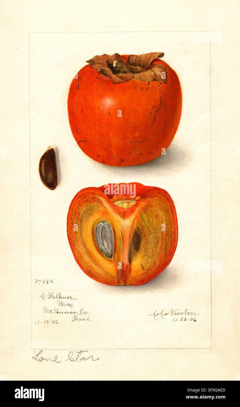Varietà di kaki Lone Star, Diospyros kaki, secondo un'illustrazione ad acquerello di Amanda Almira Newton, 1858 - 1943, riproduzione digitalmente restaurata di ei Foto Stock