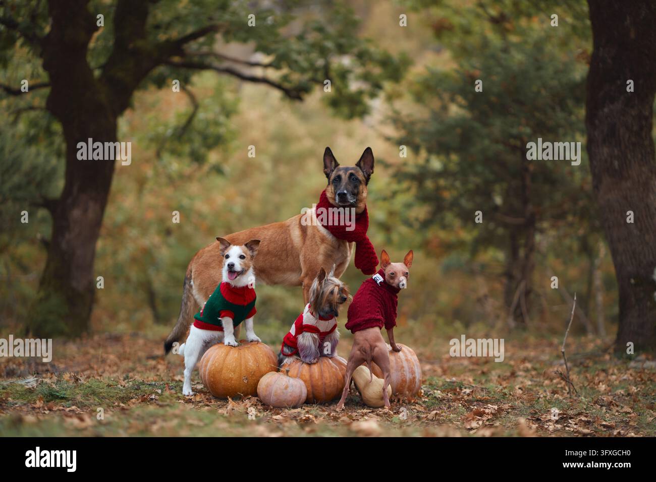 Quattro razze di cani posano insieme con zucche in una foresta autunnale per Halloween. Malinois belga, Jack Russell Terrier, Yorkshire Terrier e American Foto Stock