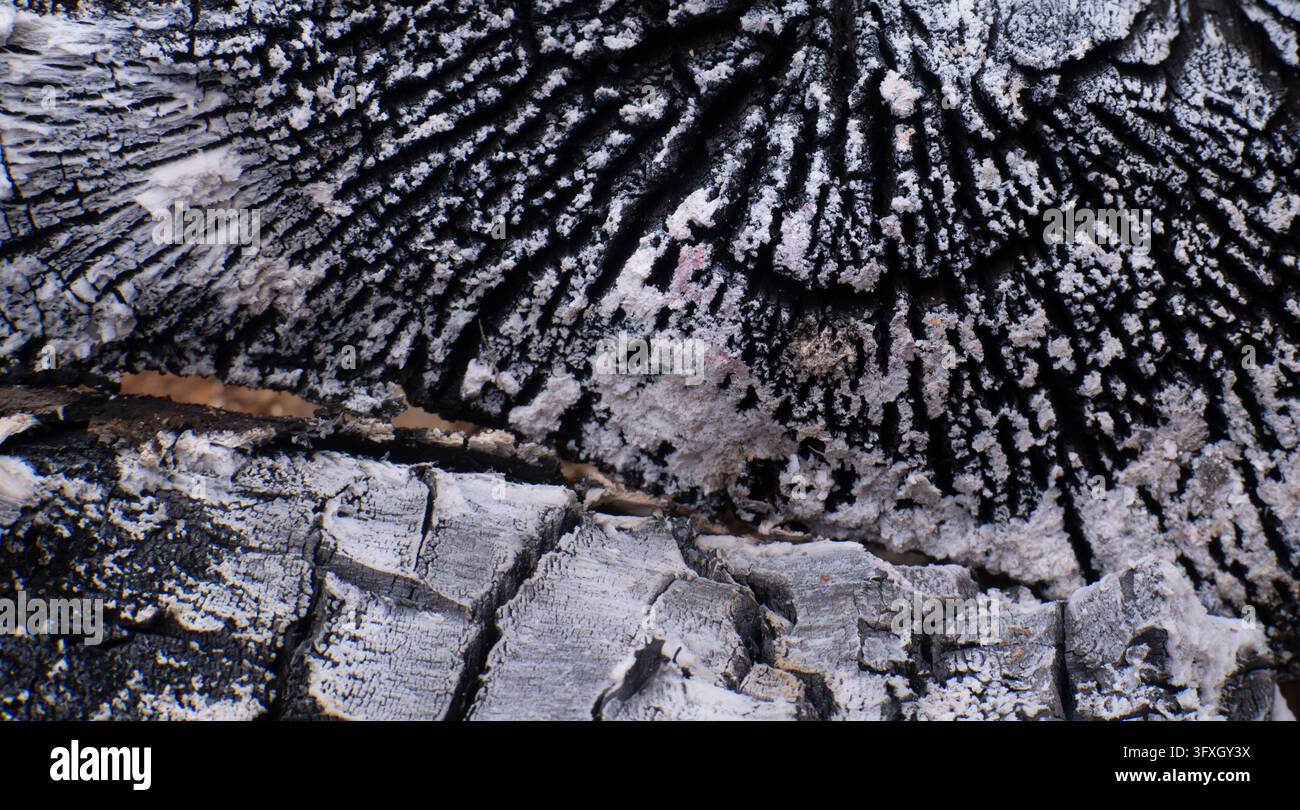 Superficie di legno carbonizzato che mostra una texture drammatica danneggiata dal fuoco Foto Stock