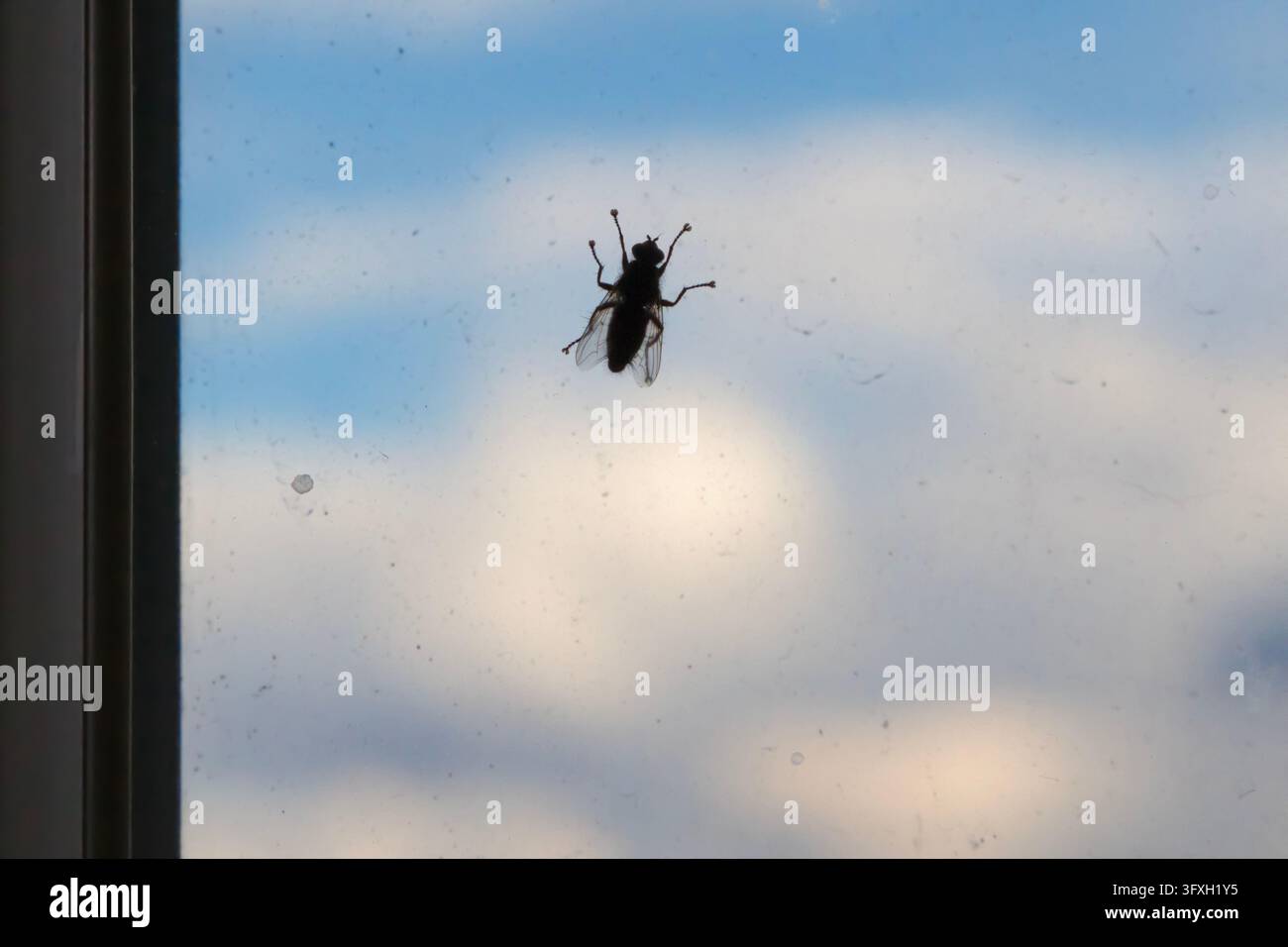La silhouette di una mosca comune incollata a un vetro polveroso e sporco, su uno sfondo di cielo blu pallido e nuvole sparse. Foto Stock