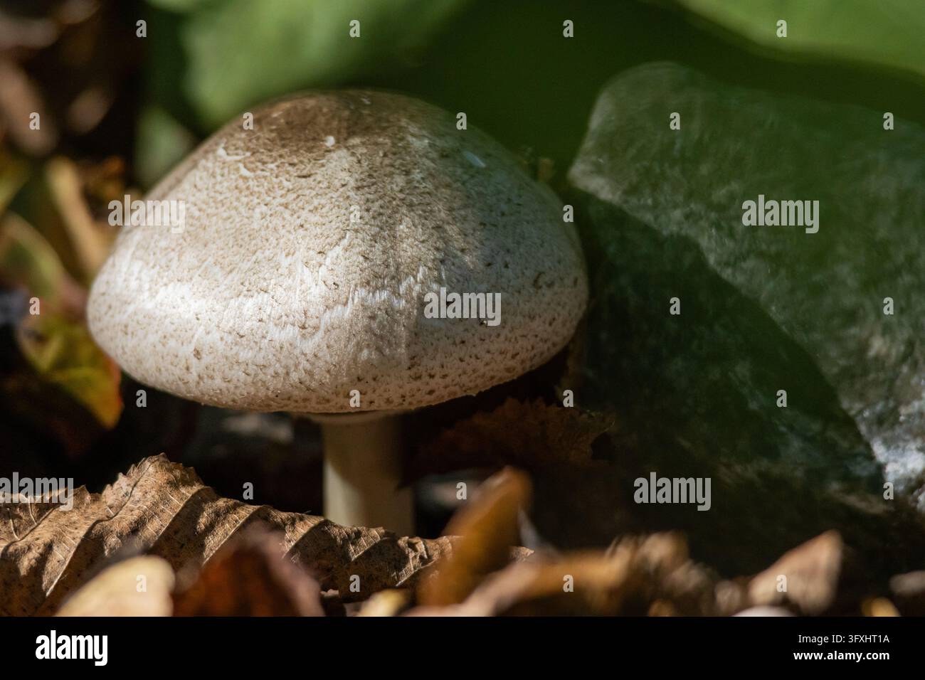 Cappello di fungo in ombra parziale accanto a una pietra grigia e fresca si erge attraverso la lettiera di foglie mentre una luce filtrata traccia texture delicate e un gradiente sottile di toni Foto Stock