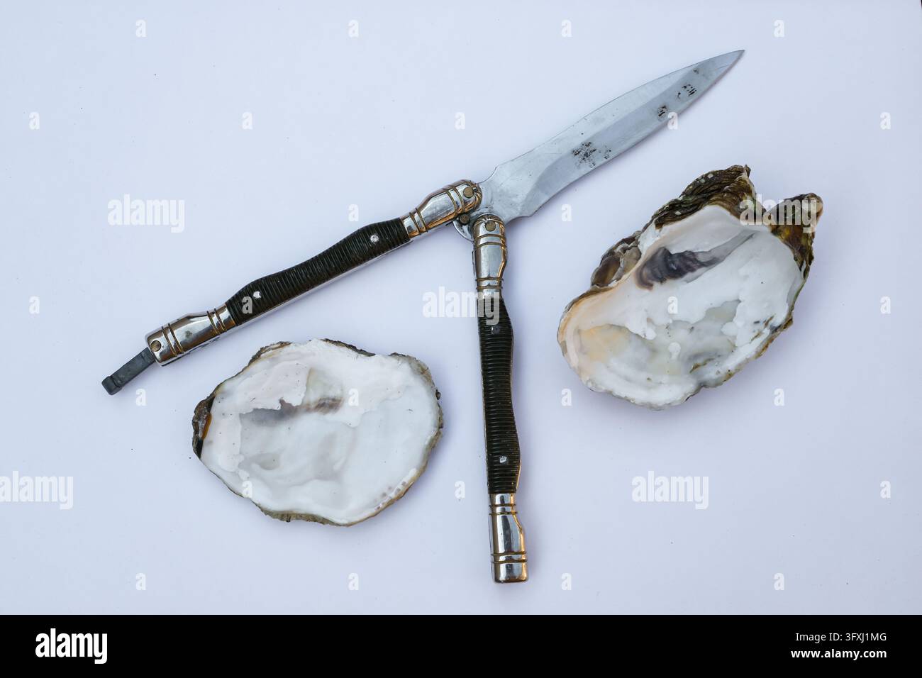 Balisong e gusci d'ostrica crudi su una superficie bianca. Ambiguità visiva del coltello per ostriche. Preparazione, strumenti per aprire le ostriche e arte culinaria. Minimal. Foto Stock
