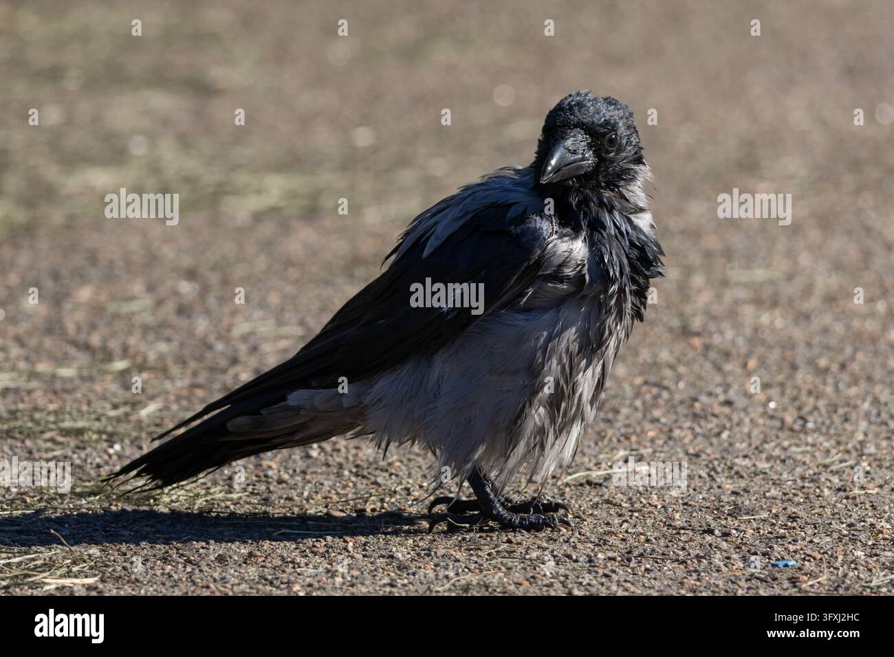 Gallo dalla cappa bagnato si trova su un marciapiede illuminato dal sole dopo un bagno Il terreno ruvido e le piume disordinate trasmettono una vera natura urbana e aggiungono una texture autentica per lo sci Foto Stock