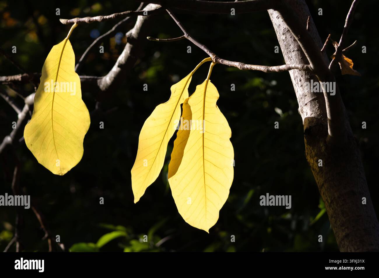 Tre foglie gialle pendono da un ramo scuro e brillano alla forte luce del sole. Composizione naturale minimale con spazio per il testo adatto ai temi autunnali sostenibilità Foto Stock