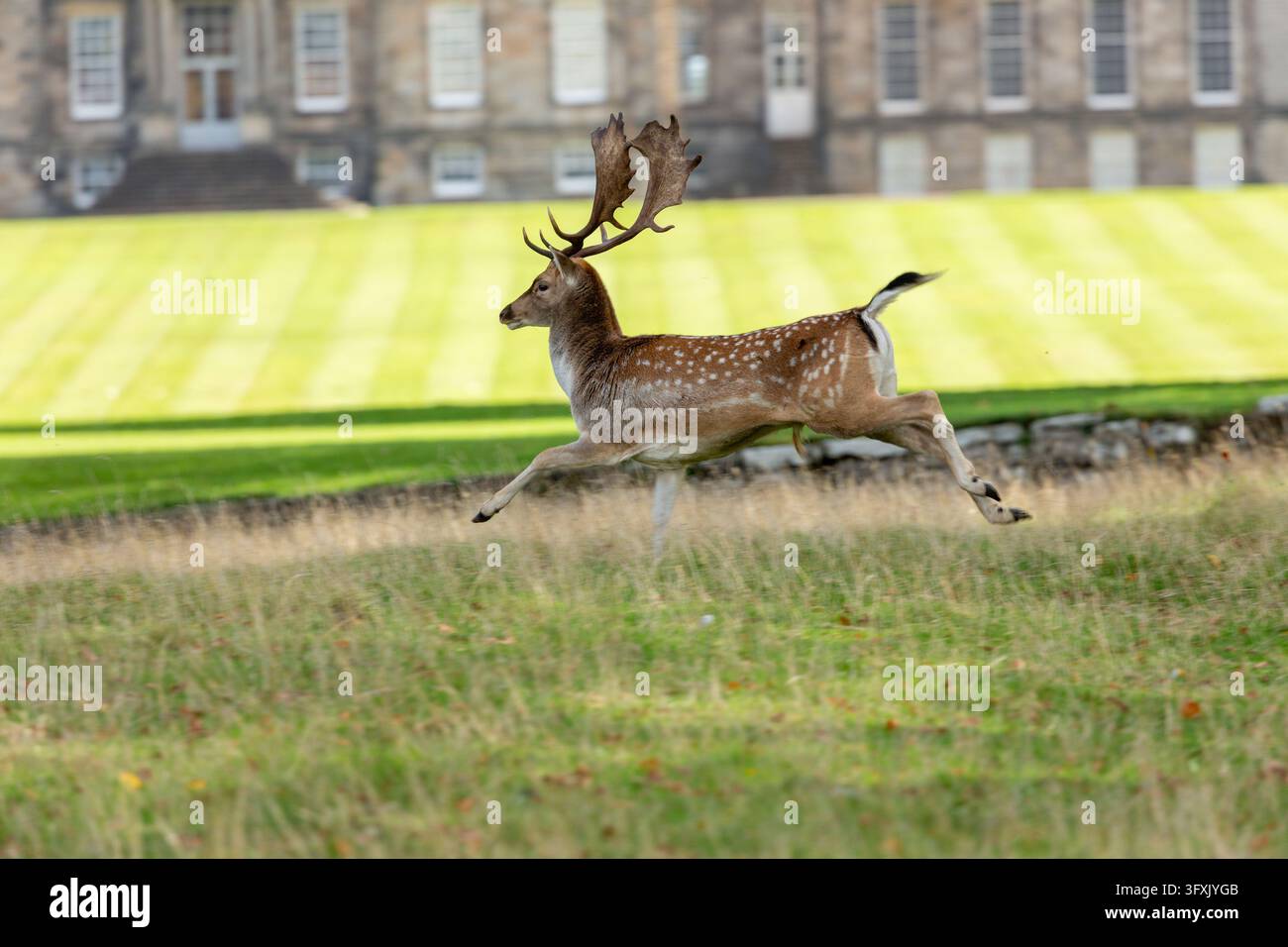 Un cervo damigiano europeo maschio (Dama dama), che corre davanti a Hopetoun House, Scozia Foto Stock