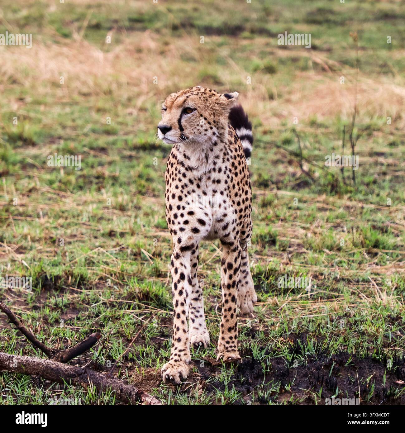 Gepardo selvatico in piedi nella savana alla ricerca di prede, incarnando potenti istinti da predatore Foto Stock
