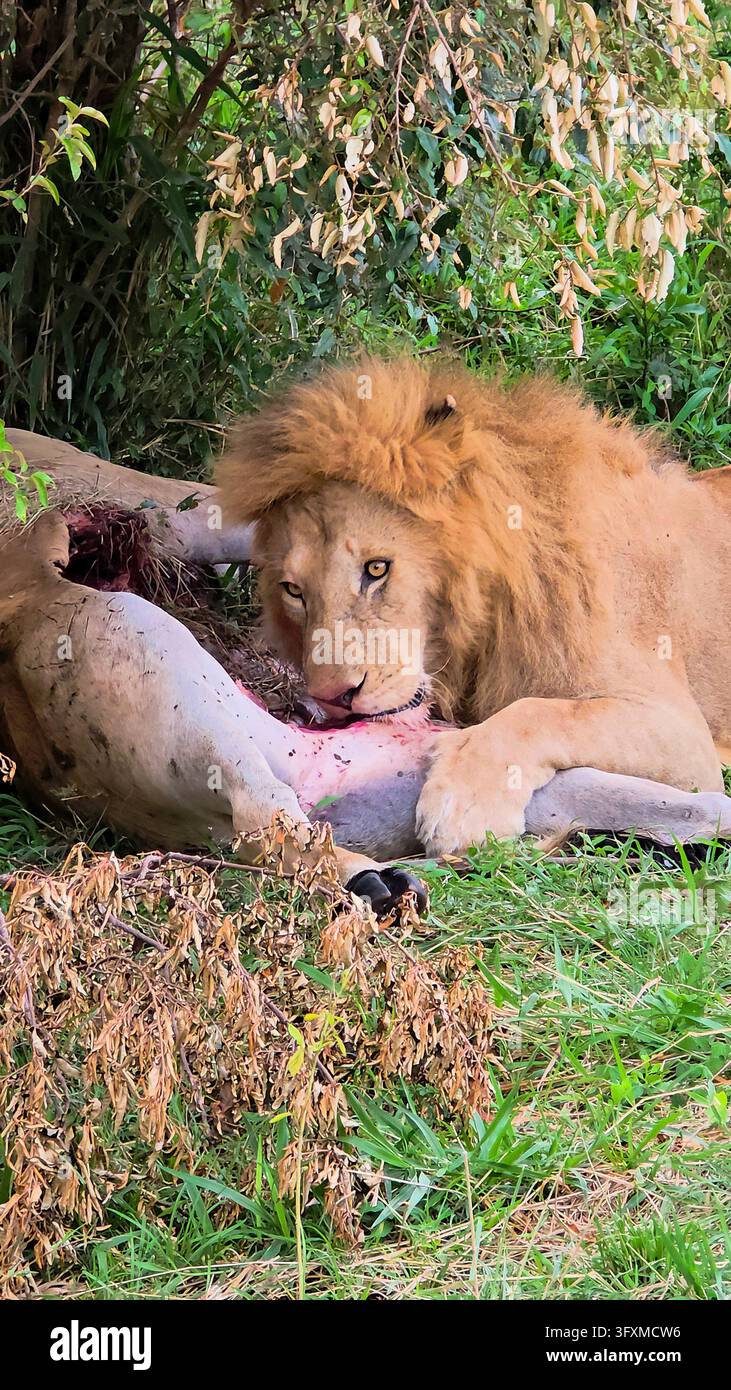 Leone maschio selvatico che banchina con prede fresche nella savana africana sotto la luce del giorno, mostrando la potenza e l'istinto della natura Foto Stock