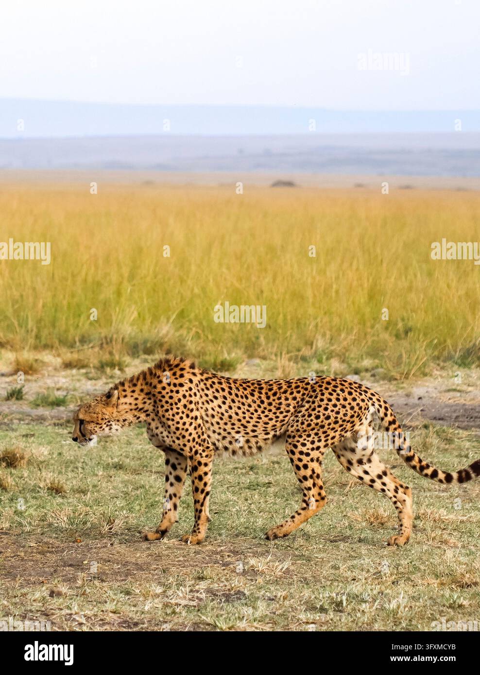 Ghepardo africano che si snoda in pianure aperte, incarna velocità e istinti di caccia naturali Foto Stock