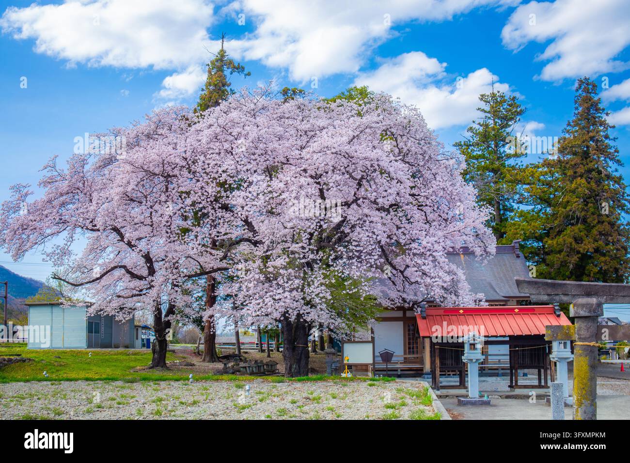 I fiori di ciliegio sbocciano in un santuario nella campagna giapponese di Yamanashi Foto Stock