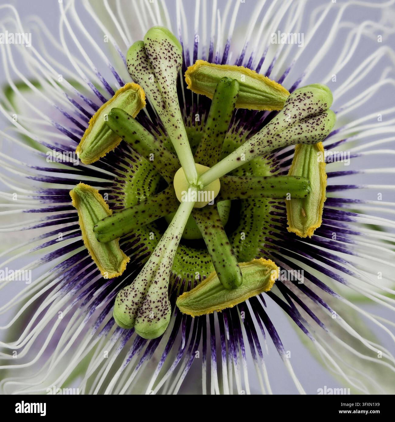 Fiore di frutto della passione, Passiflora edulis, parte riproduttiva Foto Stock