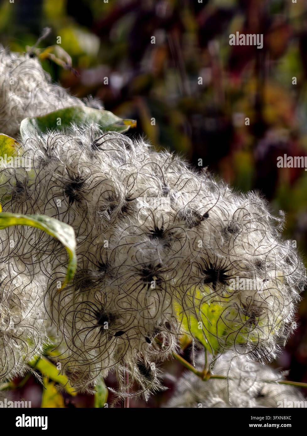 Capolini soffici con filamenti setosi e centri a spirale scuri sotto una luce soffusa di controchiaro Foto Stock