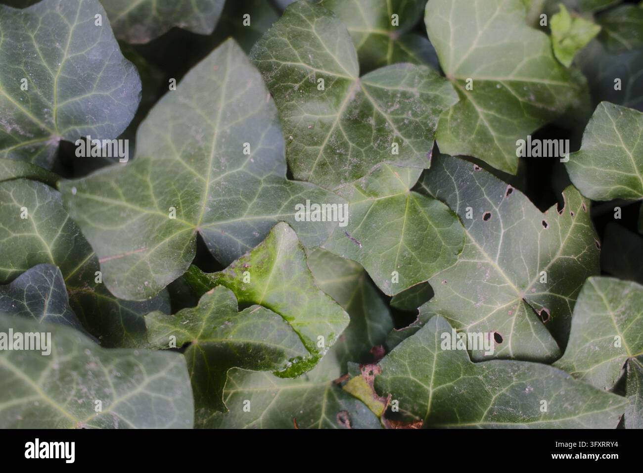 Foglie verdi stratificate, nervate, con piccoli buchi. Foto Stock