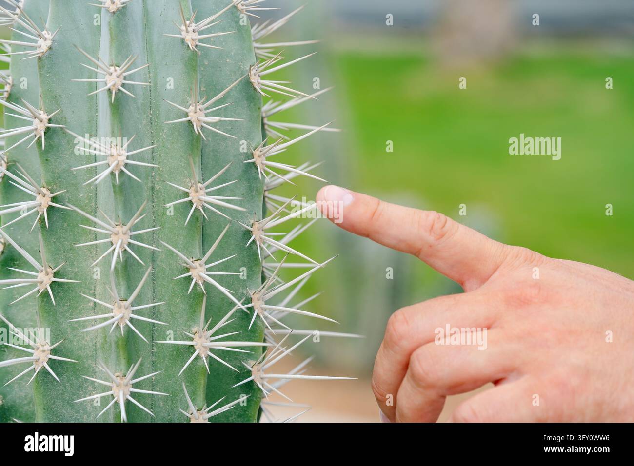 Un primo piano di un dito umano che si avvicina ad aghi affilati su una pianta di cactus verde, simboleggiando cautela, pericolo, curiosità e interazione umana Foto Stock