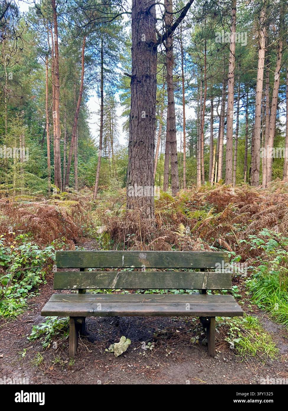 Panchina vuota nella foresta di Delamere, Cheshire, Regno Unito - Immagine stock catturata con smartphone