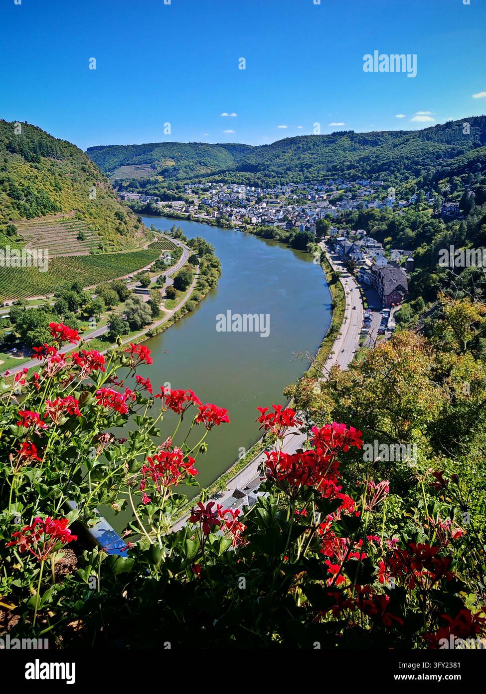 Vista panoramica della ansa del fiume Mosella, dei vigneti e della città di Cochem con fiori rossi in primo piano, scattata dal castello di Reichsburg Cochem, Germania. Foto Stock
