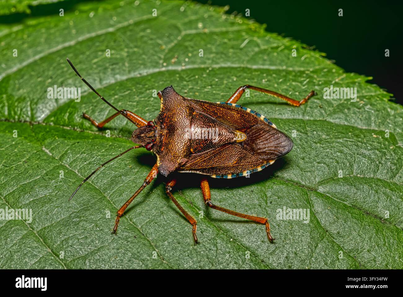 Macro di un pentatomo dalle zampe rosse (Pentatoma rufipes) che riposa su una foglia verde. Foto Stock