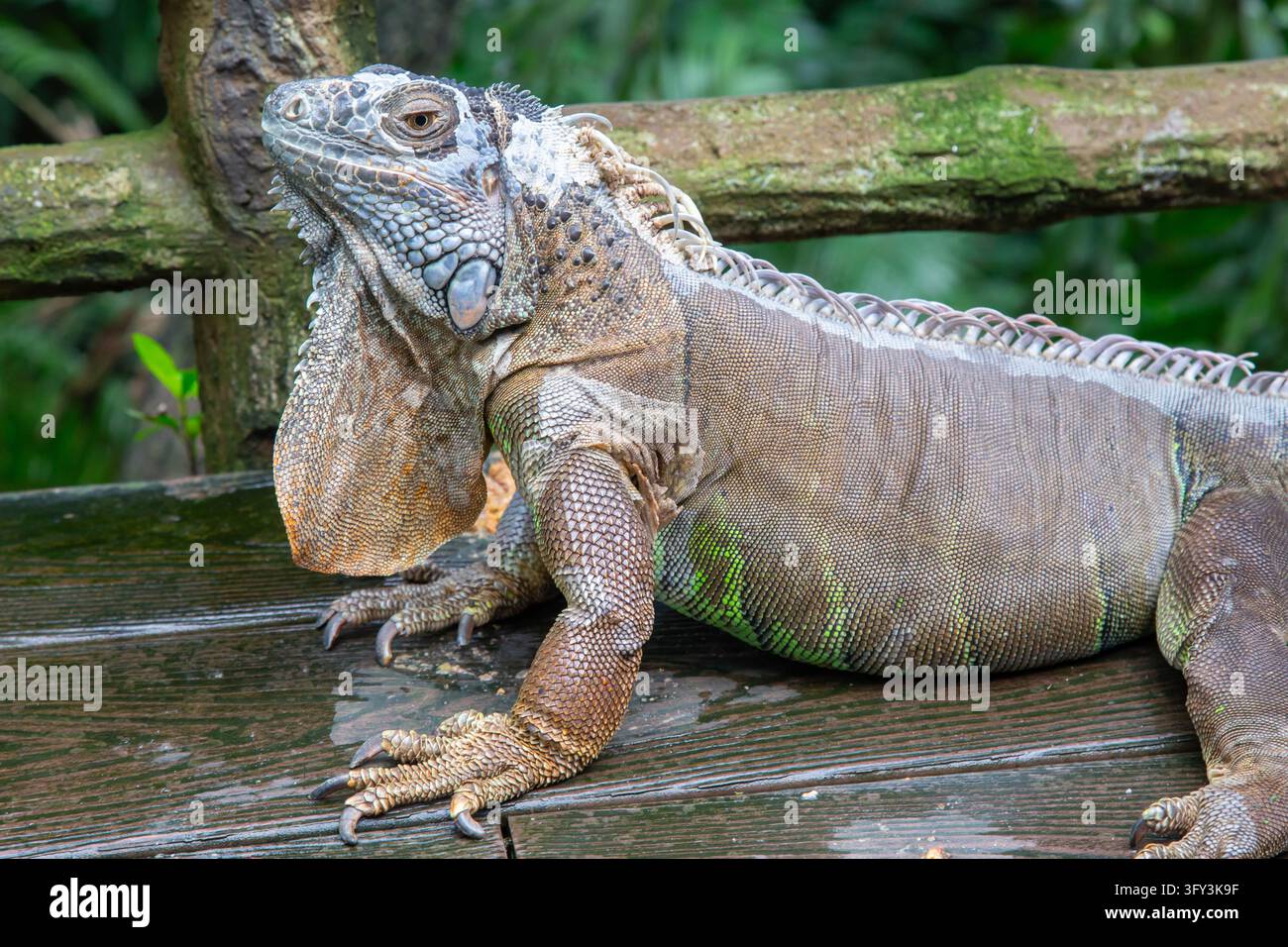 Varan nel Zoo di Singapore, Singapore Foto Stock