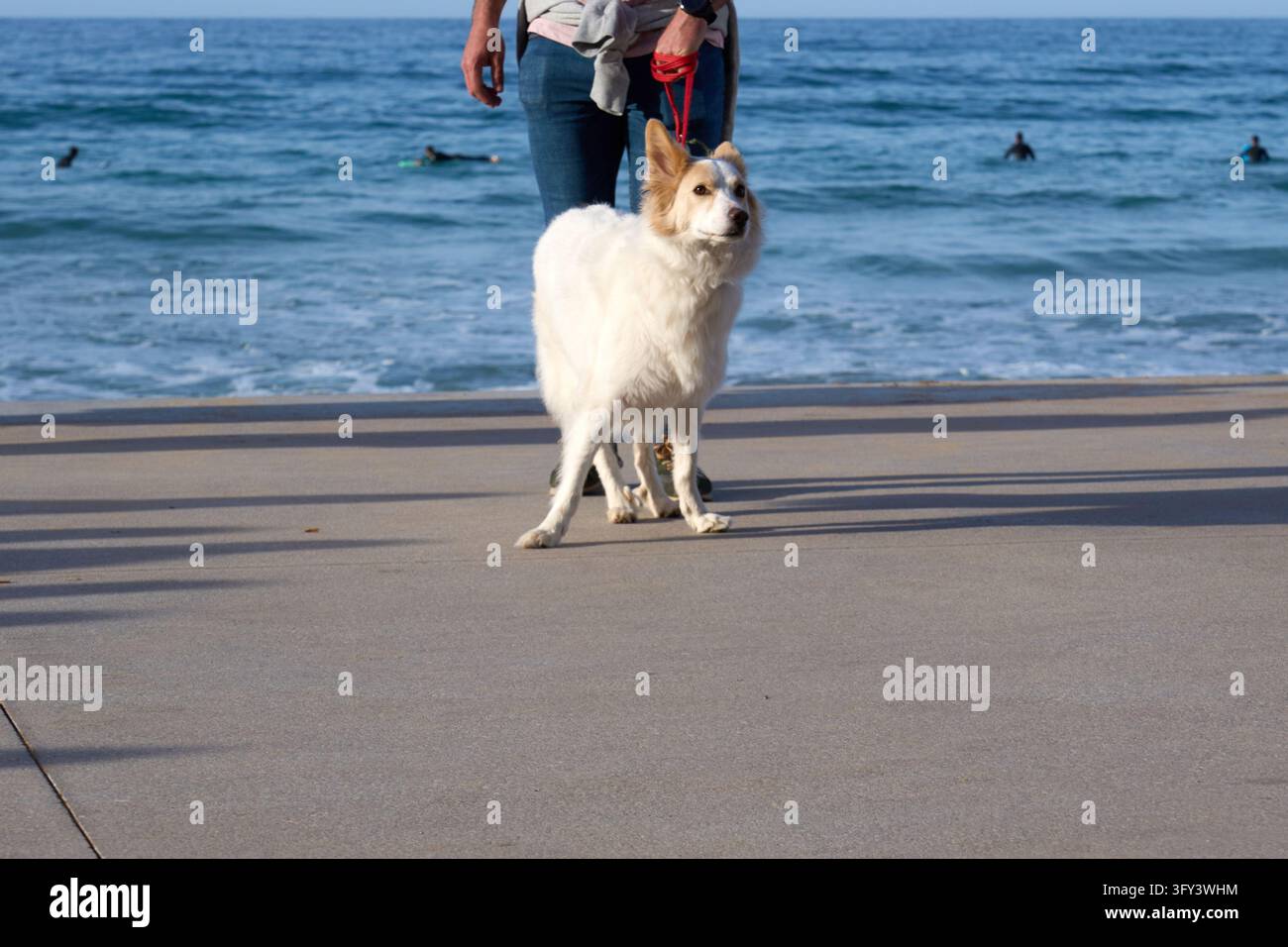 Cane bianco e marrone su una guinzaglio rosso con il suo proprietario sulla passeggiata di Zarautz, surfisti nel mare sullo sfondo, Paesi Baschi, Spagna Foto Stock