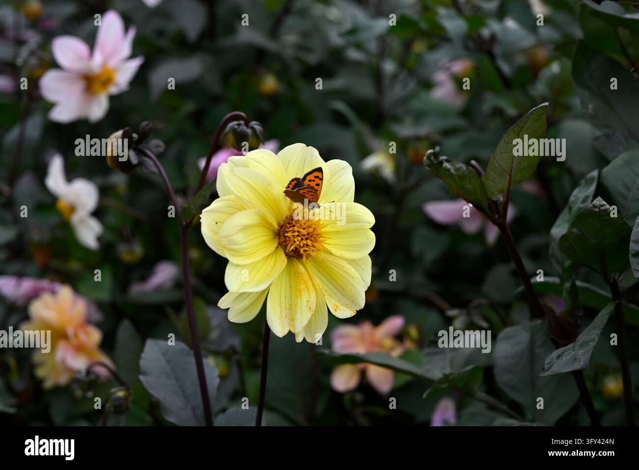 Fiore pallido e fogliame scuro della Dahlia 'Yellow Hammer' e farfalla piccola di rame, Lycaena phlaeas, giardino nel Regno Unito a settembre Foto Stock