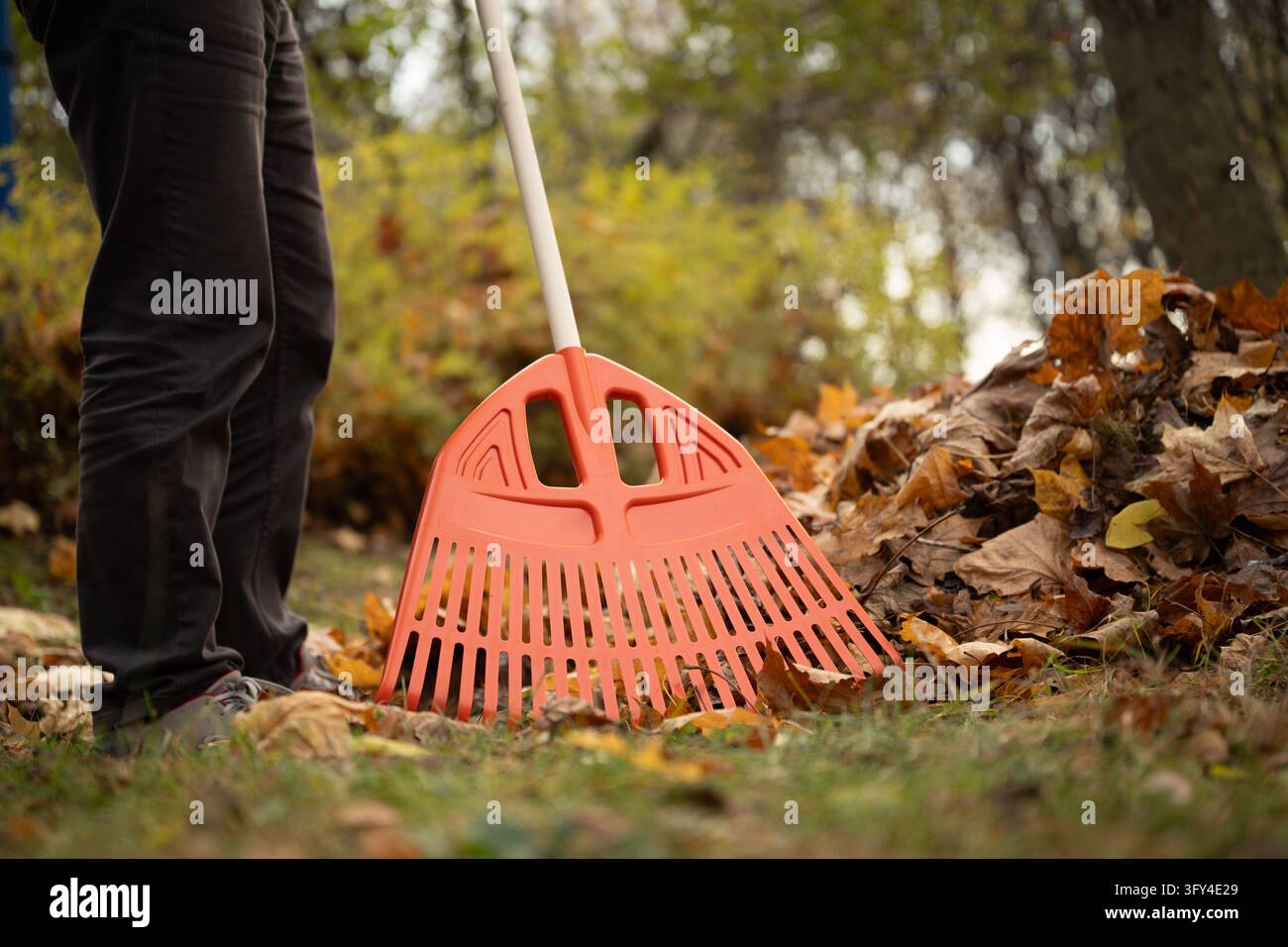 Rastrello per foglie arancione che pulisce un mucchio di foglie secche nel giardino autunnale Foto Stock