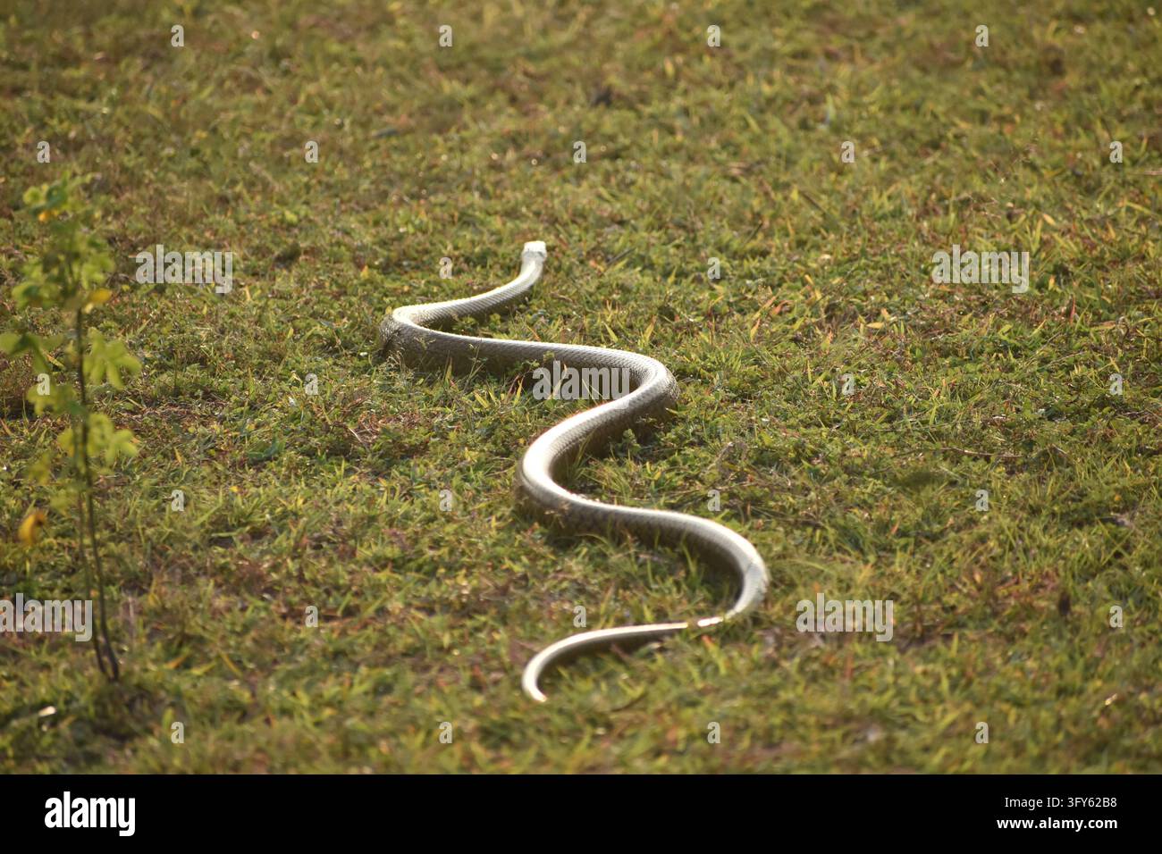 Un serpente ratto indiano di colore chiaro, Ptyas mucosa noto anche come Dhaman, che striscia in movimento a forma di S attraverso prati verdi a Panna, Madhya Pradesh Foto Stock