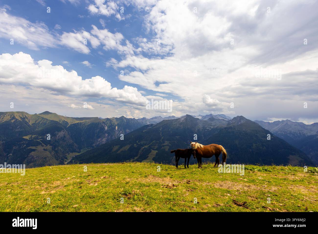 Due cavalle pascolano su un prato alpino allo Stubnerkogel, Austria, con drammatici picchi montuosi e nuvole estese sullo sfondo. Foto Stock