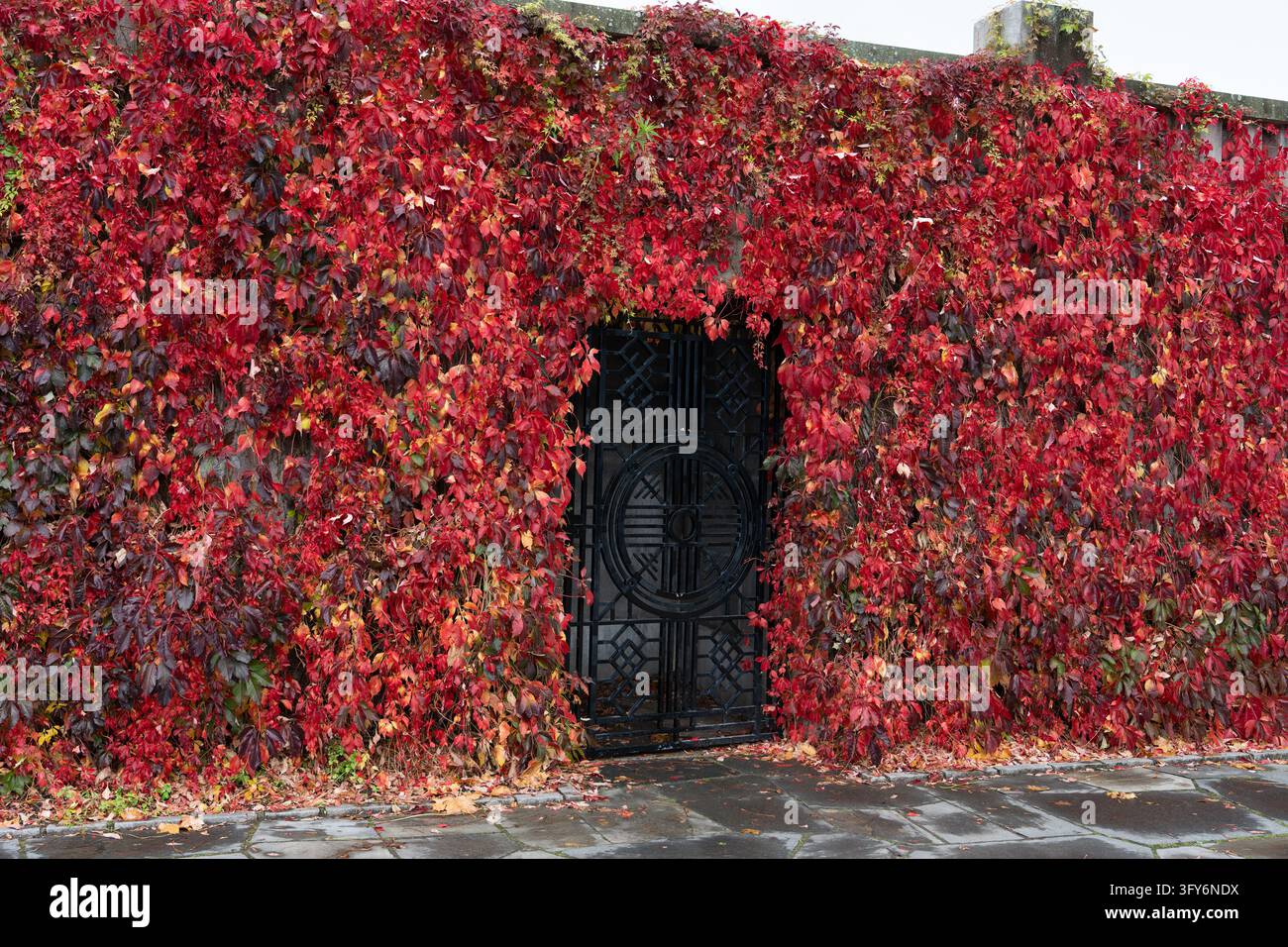 L’edera rossa autunnale copre un cancello nero decorativo e un muro di pietra al Parco Scultoreo Vigeland di Oslo, Norvegia. Foto Stock