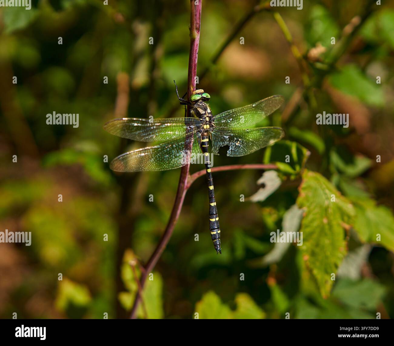 Libellula dall’anello dorato con addome a bande nere e gialle e un’ala posteriore strappata appollaiata su uno stelo di pianta nelle montagne Apuseni, Romania Foto Stock