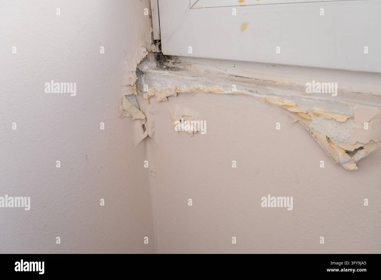 Intonaco murale scrostato e muffa sull'angolo di una cornice bianca della finestra Foto Stock
