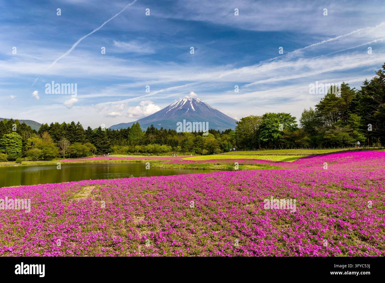 Fiori di shibazakura rosa che coprono il terreno primaverile vicino a Yamanashi, il Monte Fuji incorniciato da una foresta verde e uno stagno riflettente nei Cinque Laghi di Fuji Foto Stock