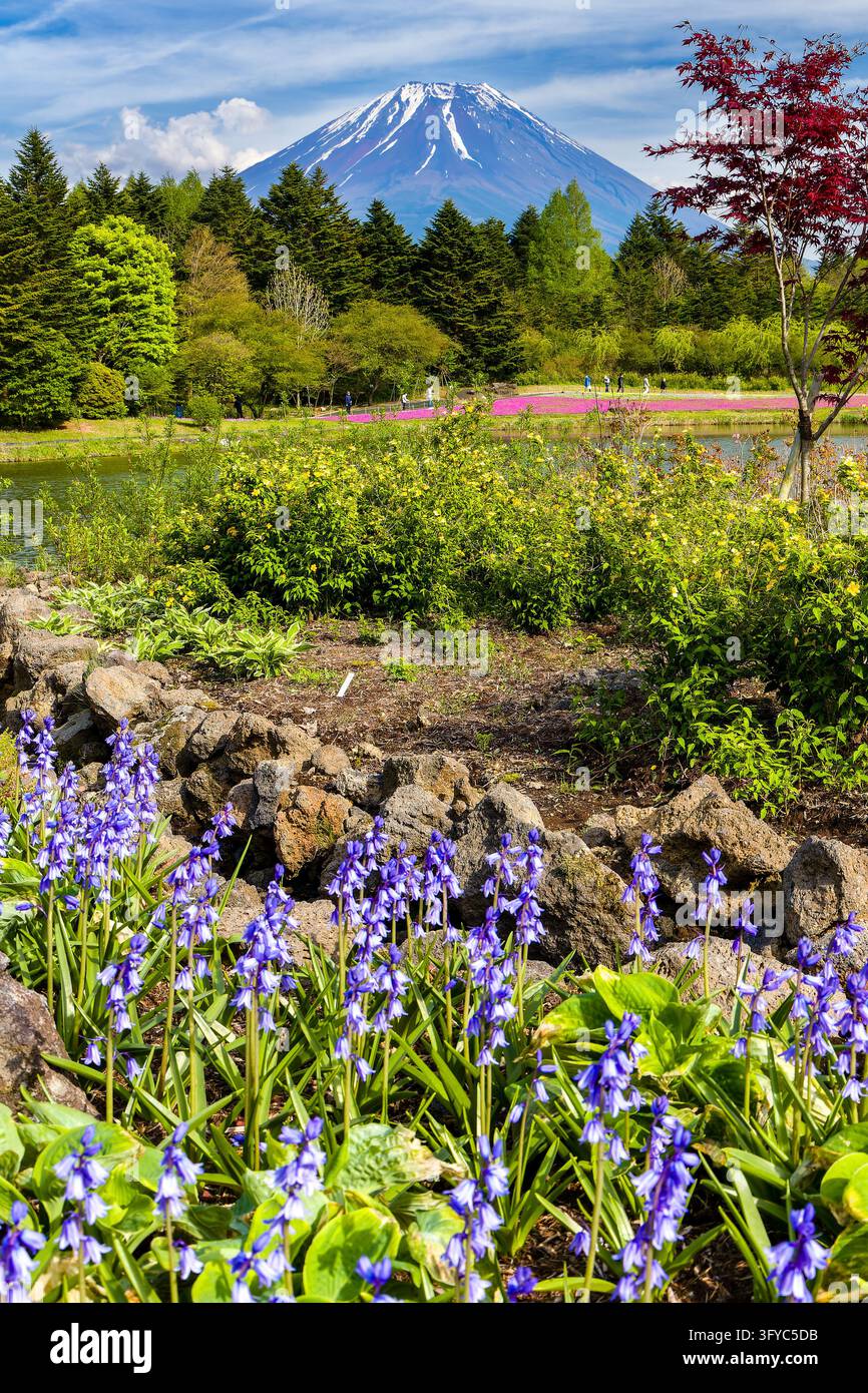 Vertice innevato del Monte Fuji incorniciato da fiori e alberi primaverili, vista a bassa angolazione sul lago nell'area dei Fuji Cinque Laghi, Yamanashi Foto Stock