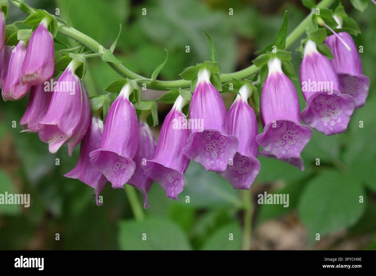 Ghirlanda di Digitale Purpurea, Digitalis purpurea (Digitalis purpurea) fiorente in una radura. Foto Stock