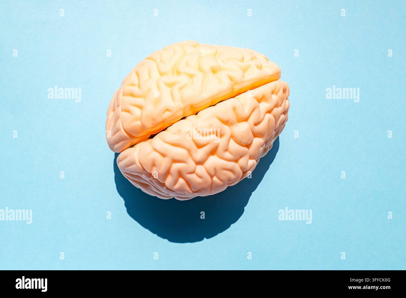 Modello di cervello mostra l'anatomia cerebrale con due emisfere e un'ombra definita in uno studio minimalista Foto Stock
