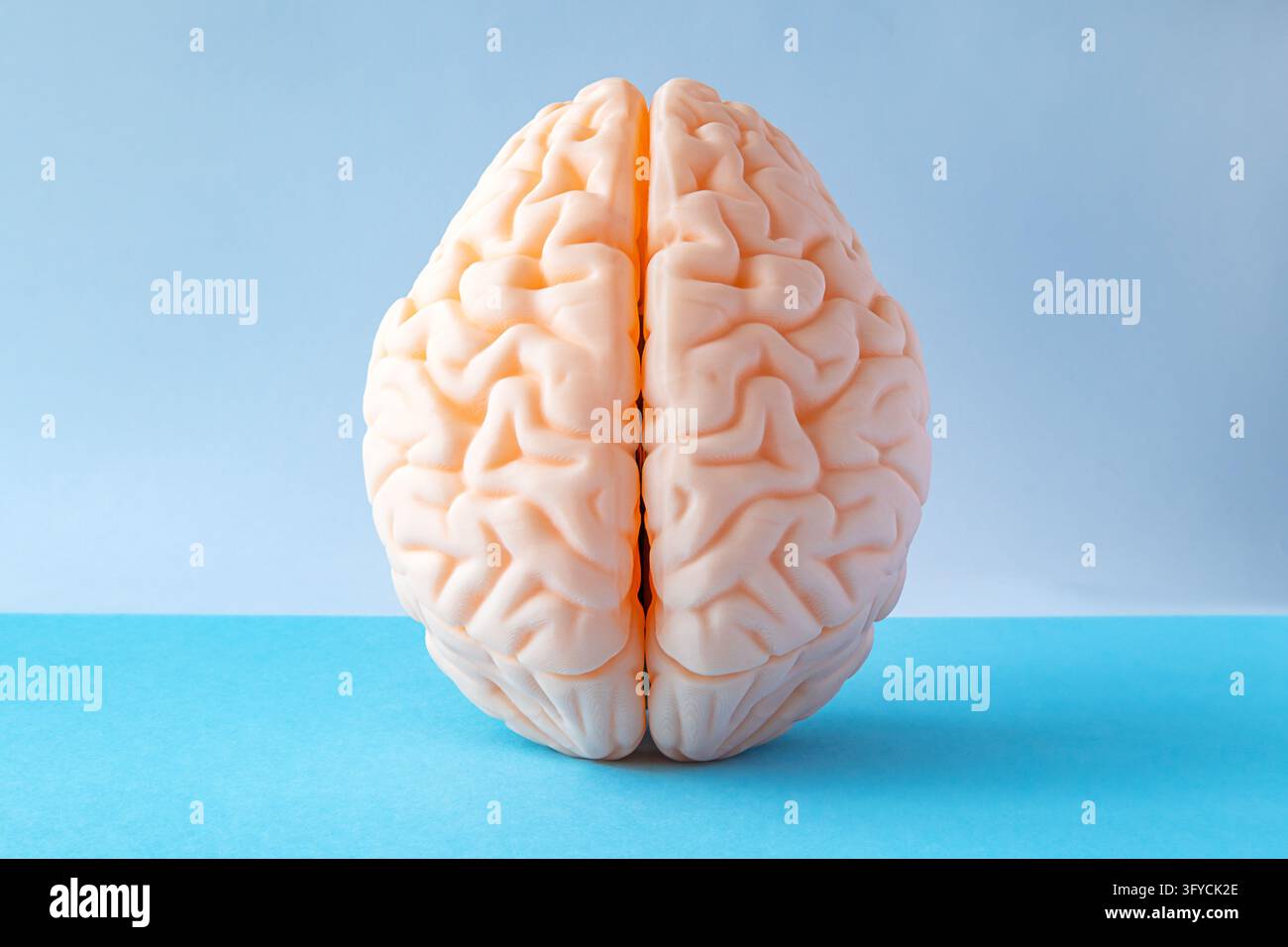 Modello di cervello che mostra l'anatomia umana su uno sfondo blu pulito da studio Foto Stock