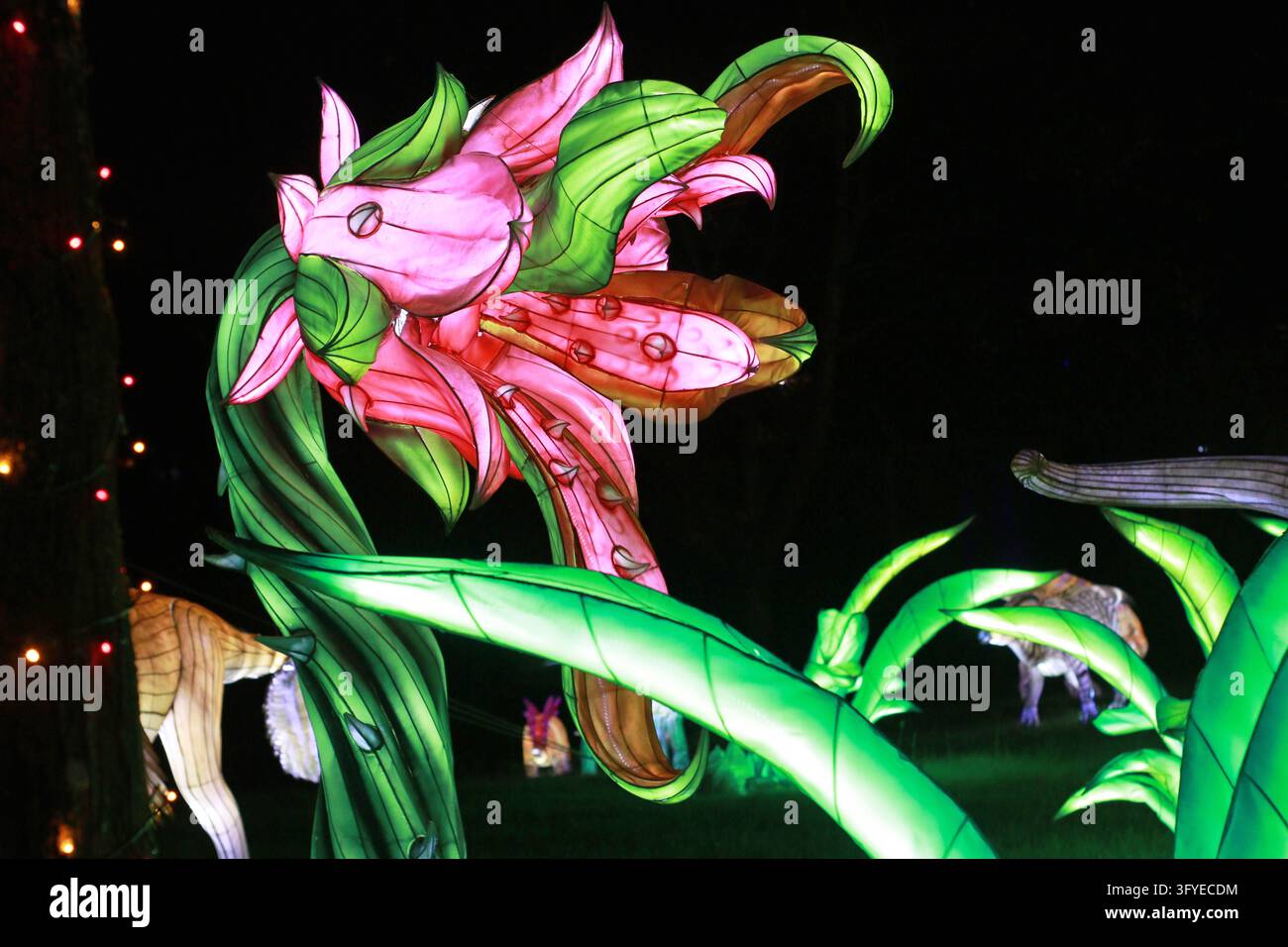 Lanterna floreale tropicale rosa illuminata con lunghe foglie verdi e steli a spirale in un parco buio di notte. Adatta per festival della luce, giardino, exoti Foto Stock