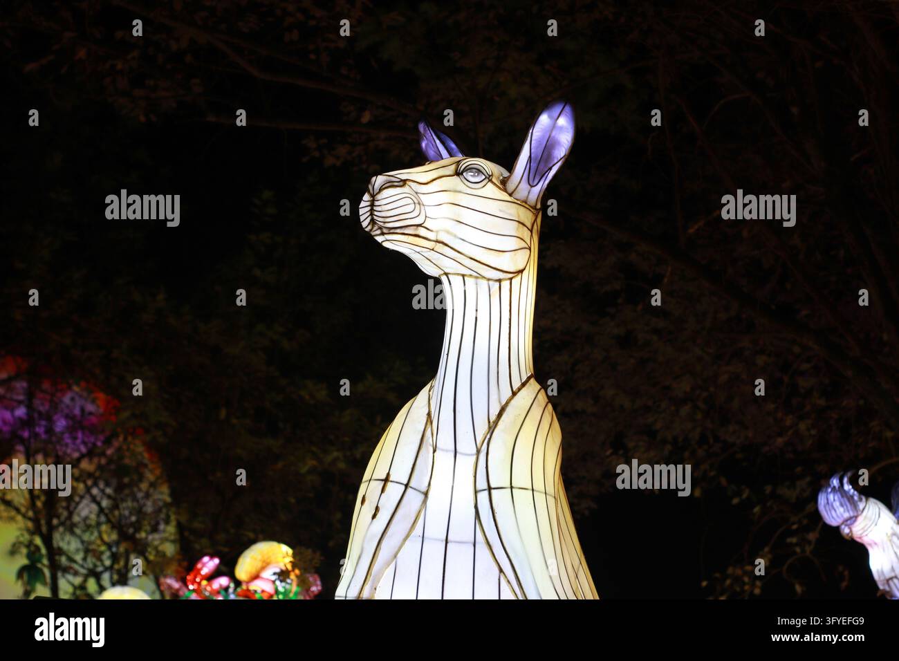 Figura luminosa di lanterna a forma di canguro con lunghe orecchie appuntite e punte viola, in piedi in un parco buio di notte. Adatta per festival della luce, zoo, fauna selvatica Foto Stock