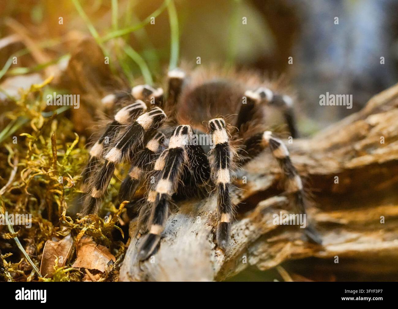 Tarantola pelosa in primo piano. Theraphosidae. Foto Stock
