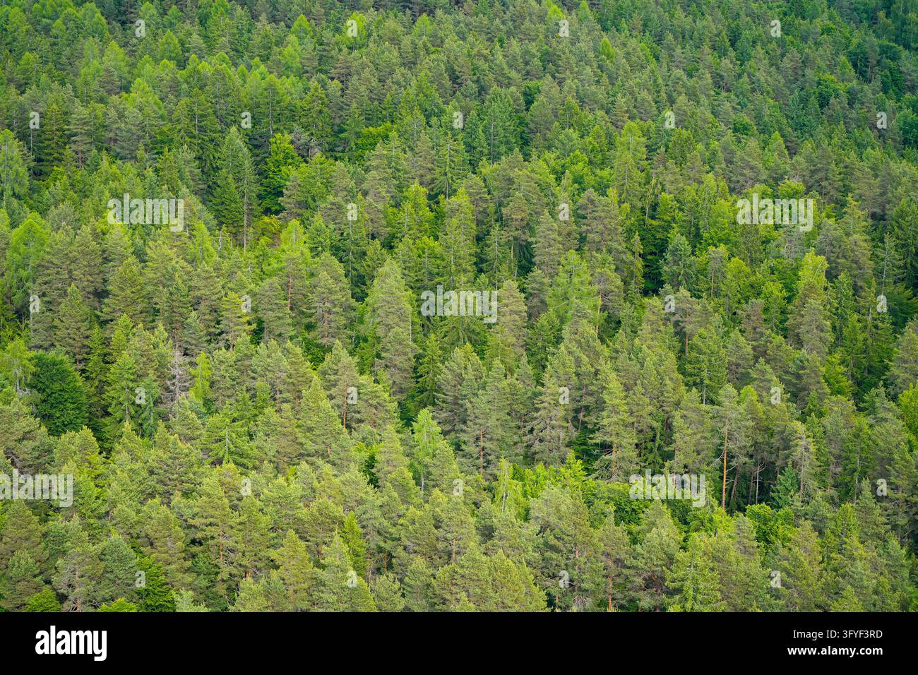 Vista dall'alto di una foresta mista verde. Foto Stock
