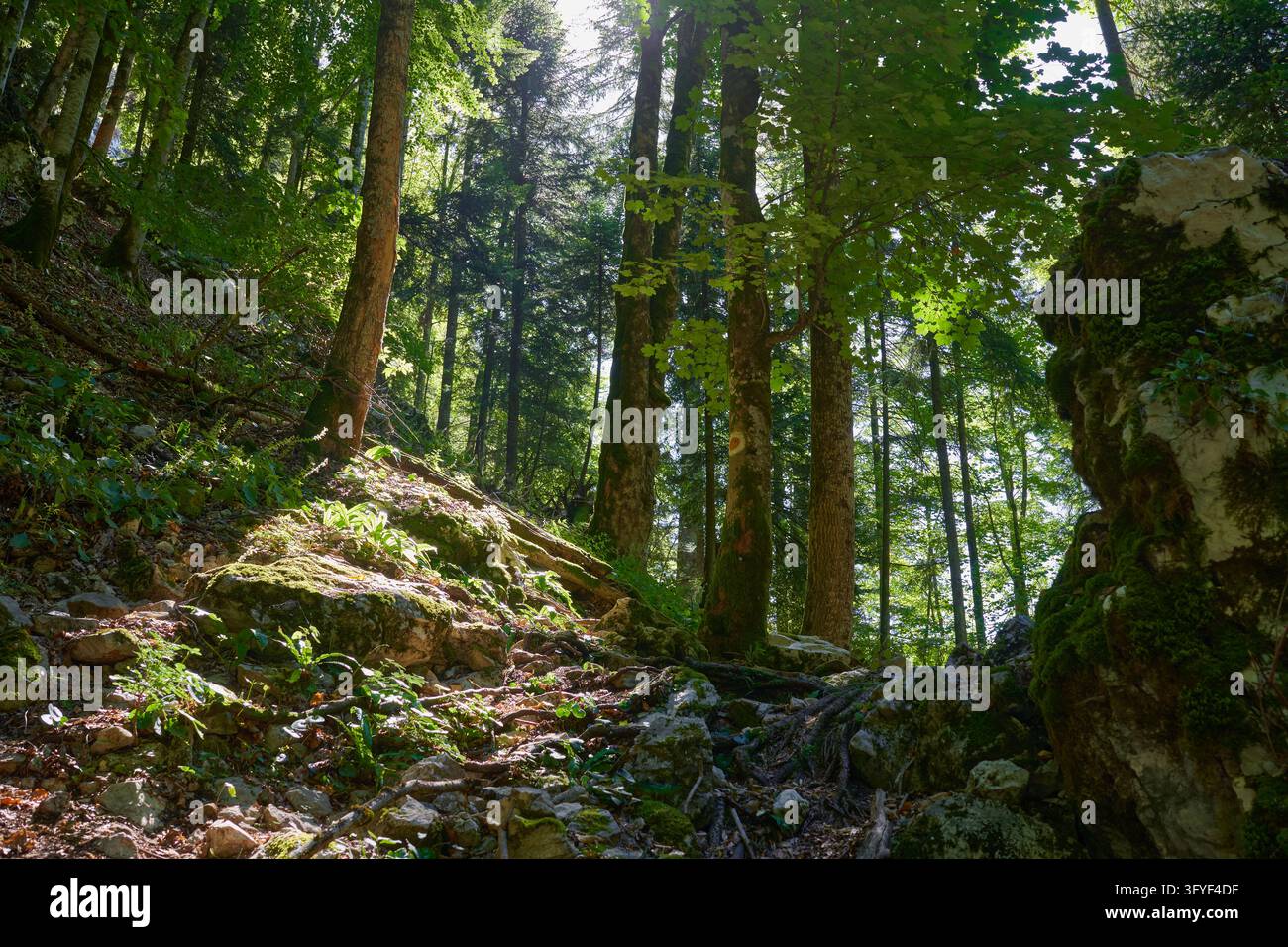 Sentiero escursionistico coperto di radici e roccioso che si arrampica attraverso una foresta mista di abeti, faggi e aceri illuminata da dietro, con un indicatore di percorso su un tronco e una roccia calcarea coperta di muschio Foto Stock