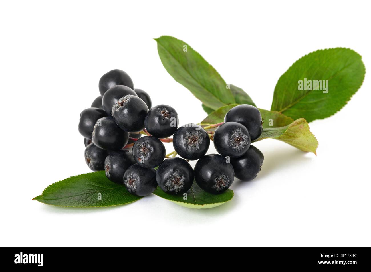 Bacche nere mature di aronia melanocarpa isolate su sfondo bianco, primo piano di chokeberries viola scuro, frutta selvatica nutriente ricca di antiossidanti Foto Stock