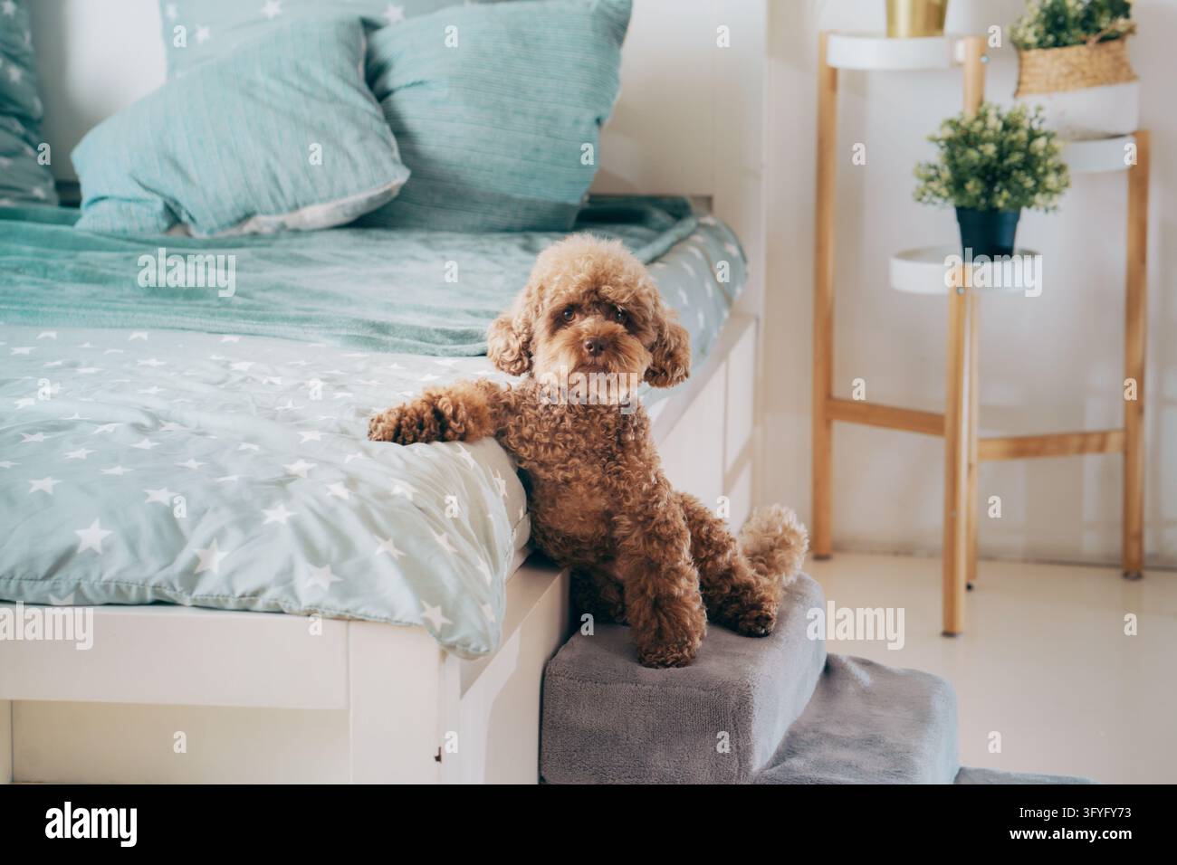 Piccolo barboncino si trova in cima a scale imbottite accanto a un letto da camera. Un pratico accessorio per animali domestici supporta una salita più facile e un comodo essere indipendente Foto Stock