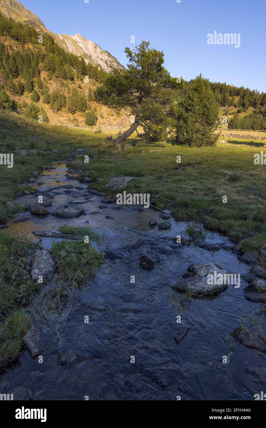 Acqua chiara scorre su pietre scure sotto un albero solitario nella valle di Benasque, mentre una luce calda della sera tocca i Pirenei spagnoli. Foto Stock