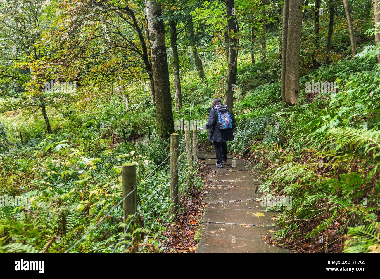 Vista posteriore di una donna con zaino blu che sale gradini in lastra di pietra attraverso una fitta foresta mista con felci, sottobosco rigoglioso e fogliame autunnale precoce Foto Stock