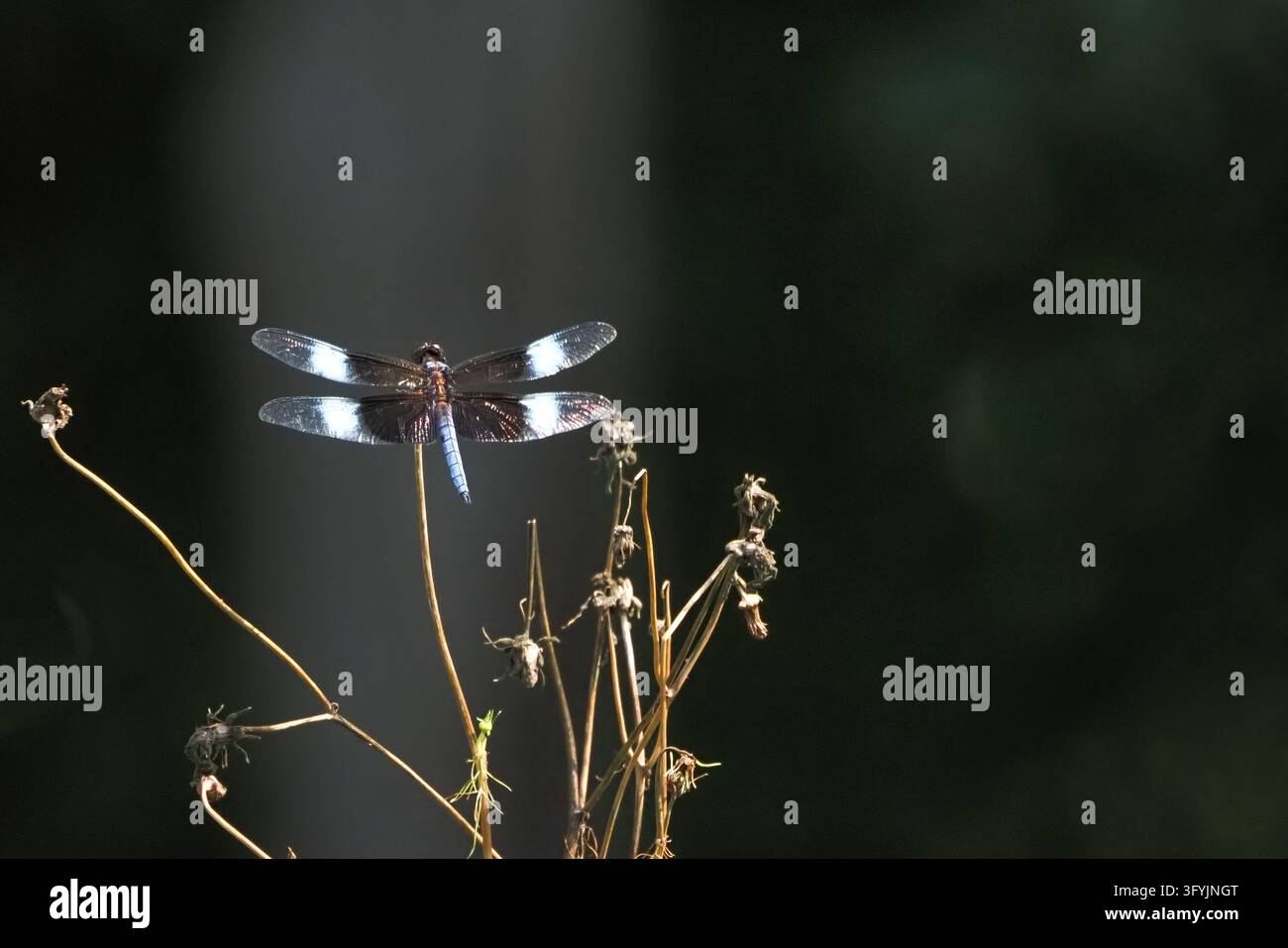 Libellula si posa sopra steli secchi di piante. Le sue ali brillano di un blu e nero cangiante. Lo sfondo sfuma in verdi morbidi e scuri. La luce ne evidenzia Foto Stock
